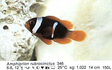Amphiprion rubrocinctus